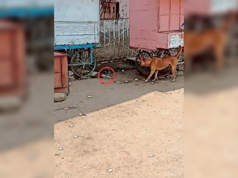 अस्पताल परिसर से नवजात के शव को उठा