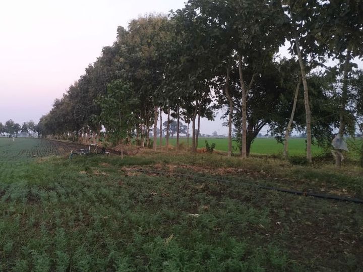 खेत की सुरक्षा के लिए एक किसान ने म