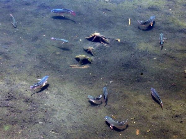 इंदौर में 55 साल पहले वाली 'सरस्वती
