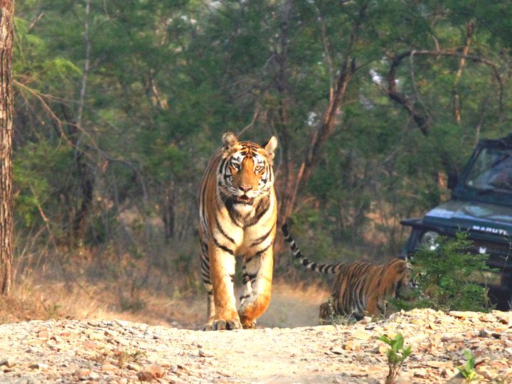 पन्ना टाइगर रिजर्व में पर्यटकों को 