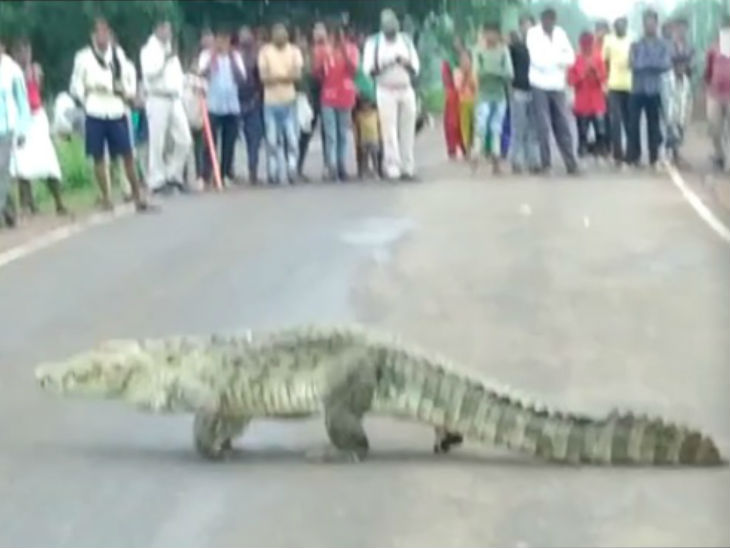 जंगल से निकलकर मगरमच्छ हाईवे पर आया