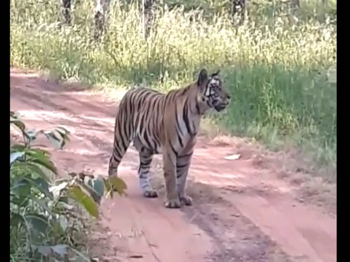 पन्ना टाइगर रिजर्व में पर्यटकों को 