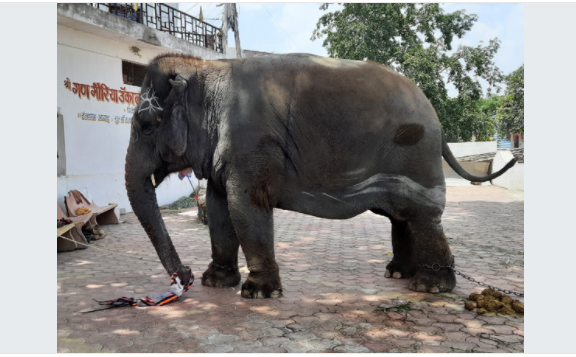 लॉकडाउन के दौरान घायल हथिनी की रतला
