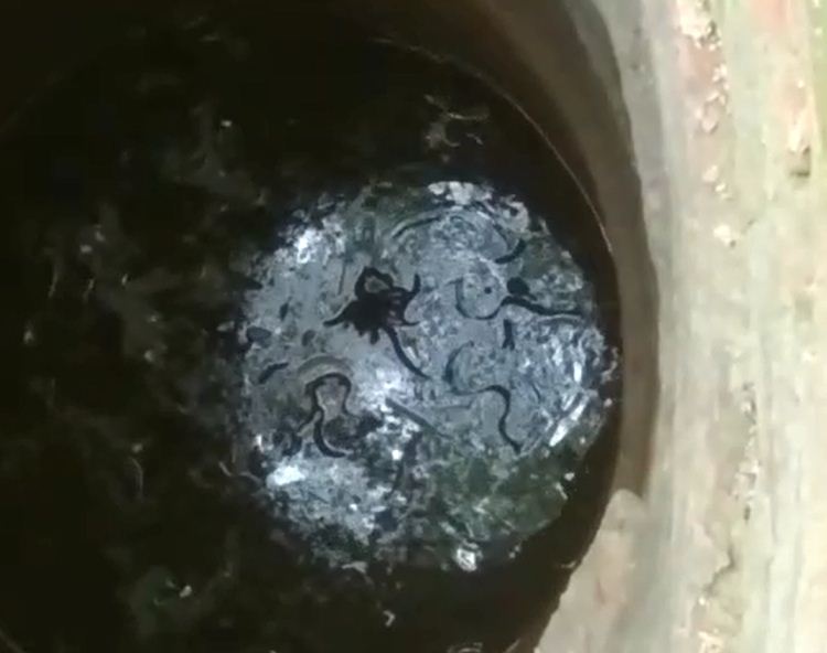 इस कुएं में हैं सांप ही सांप, सांपो