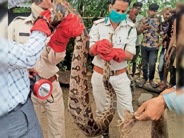 घर में बैठा था 10 फीट का 25 किलो वज