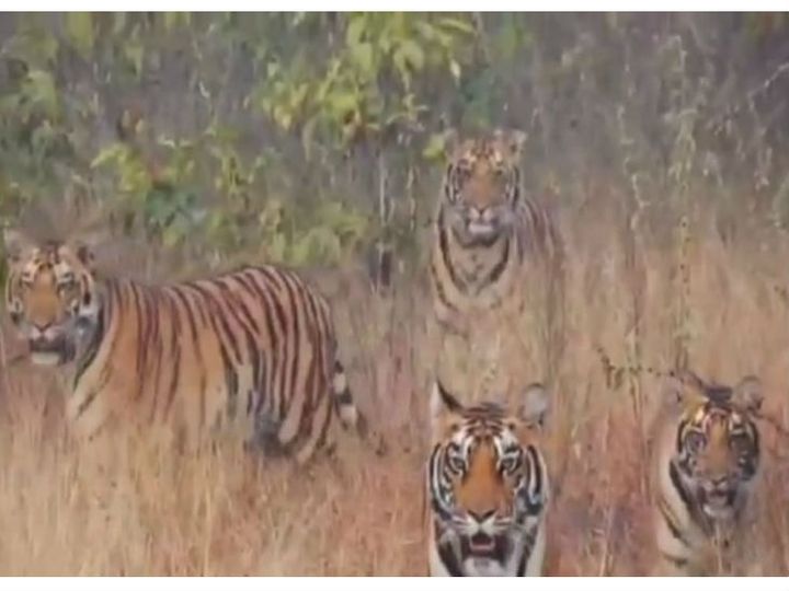 सतपुड़ा टाइगर रिजर्व की चूरना रेंज म