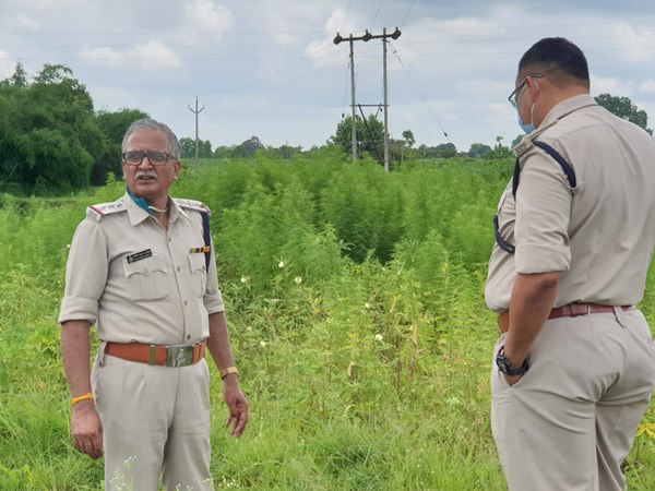 बैतूल में सब्जी के साथ गांजे की खेत