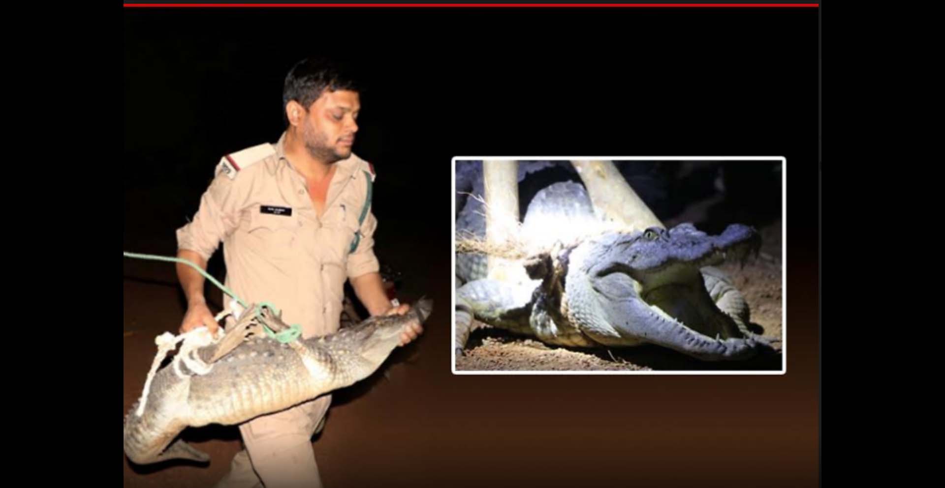 रात में ट्रैक्टर के सामने आया मगरमच