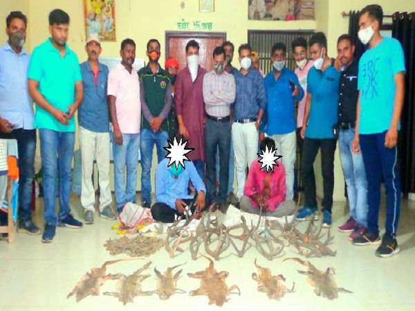 दो तस्करों से 6 मॉनिटर लिजर्ड के चम