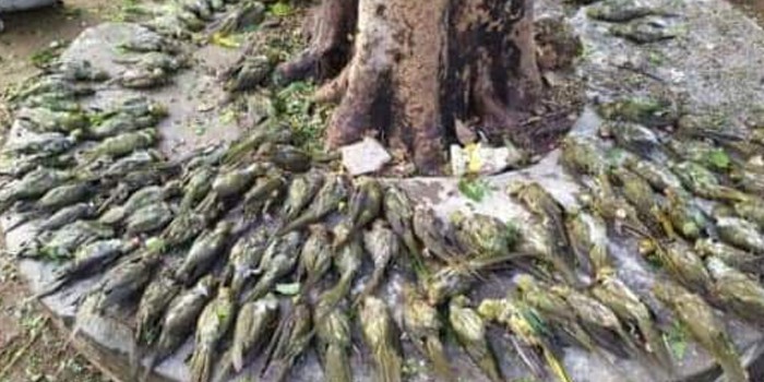बंदूक की गोलियों की तरह आसमान से गि